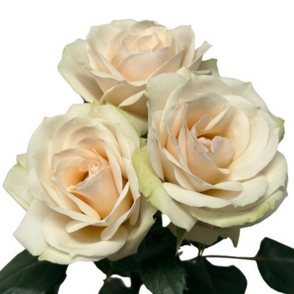 Irishka Cream Spray Rose