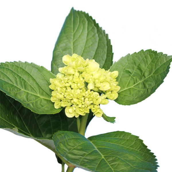 Green Mini-Hydrangea