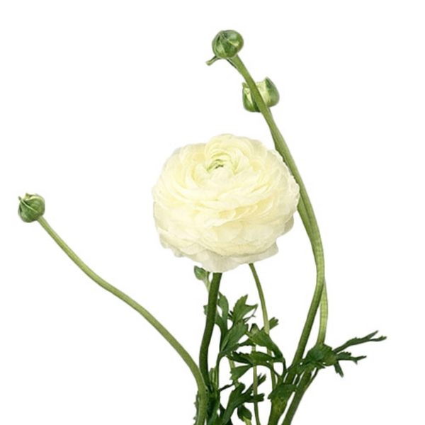 White Ranunculus