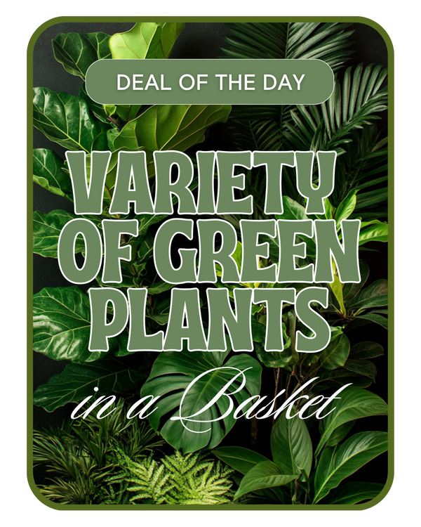Designer's Choice - Variety of Green Plants
