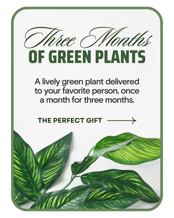 Plant Subscription (3)