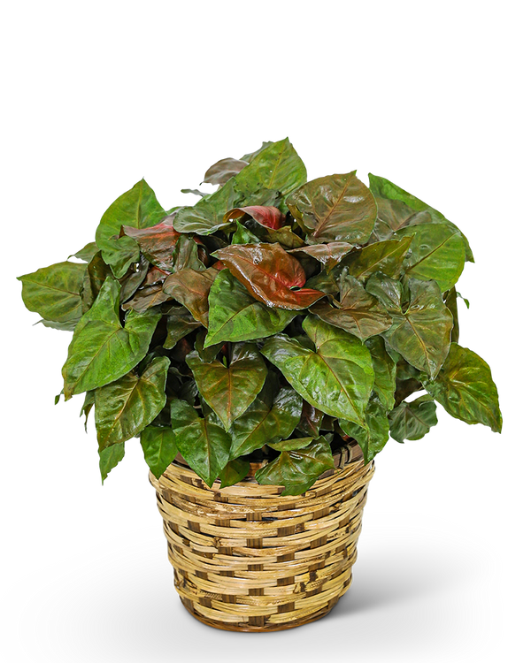 Arrowhead Plant in Basket