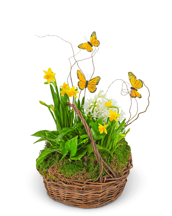 Spring Plants With Butterflies