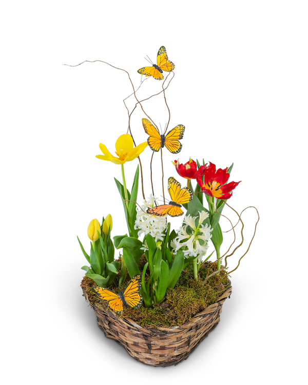 Blooming Bulbs with Butterflies