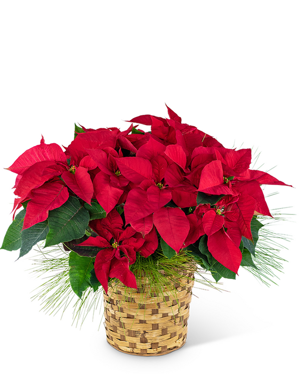 Red Poinsettia Basket