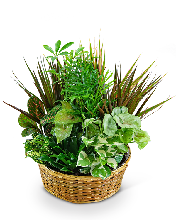 Large Dish Garden