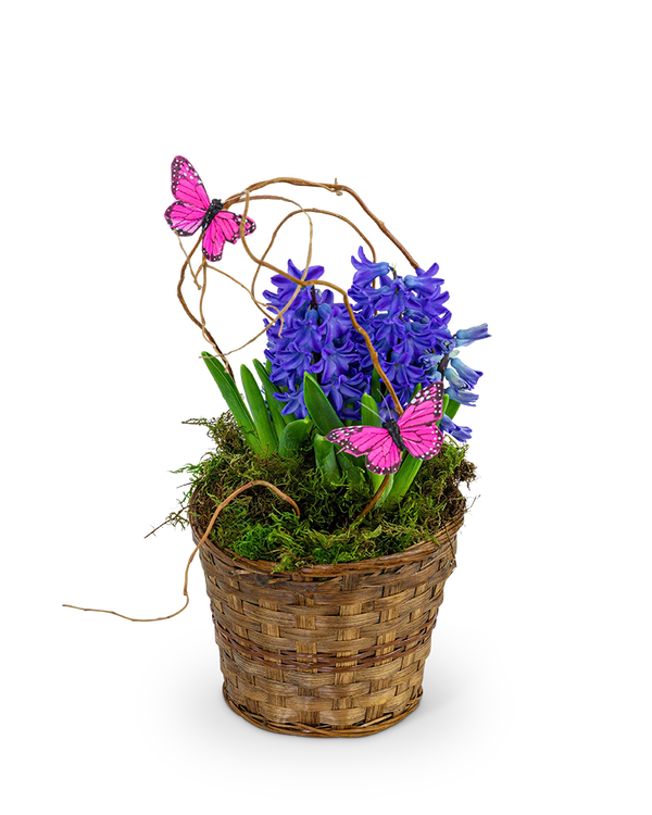 Hyacinth Plant in Basket