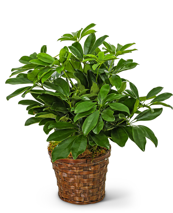 Miniature Schefflera Plant