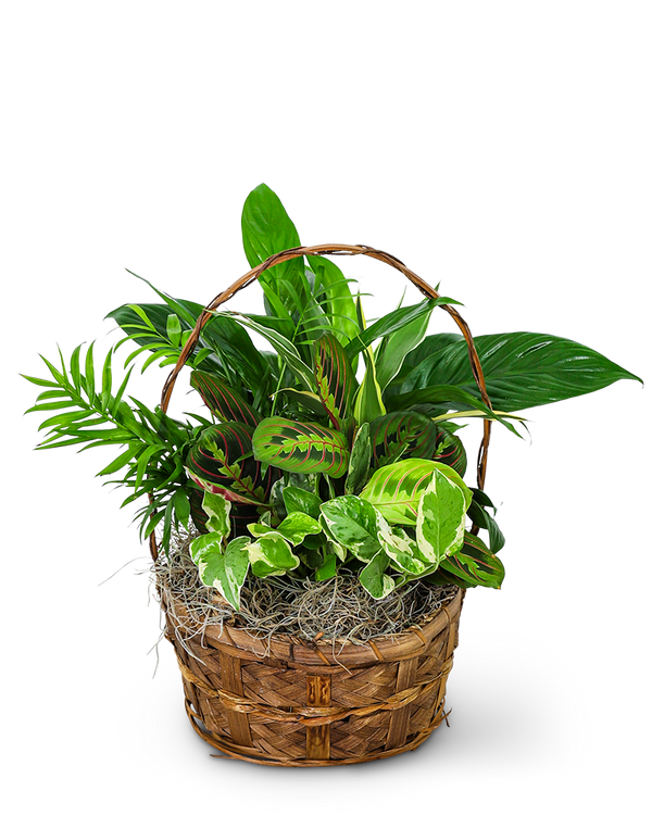Evergreen Oasis Dish Garden